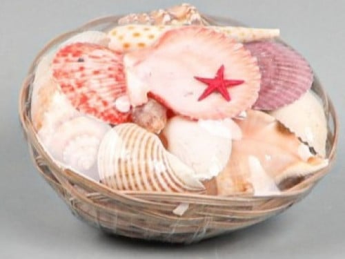 صدف بحري قواقع بحيه