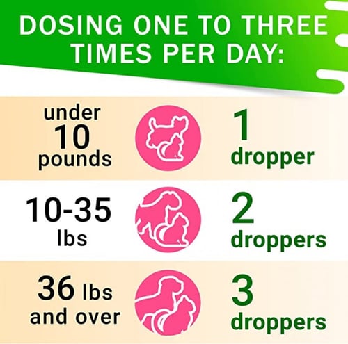 قطرات السعال والجهاز التنفسي للقطط والكلاب