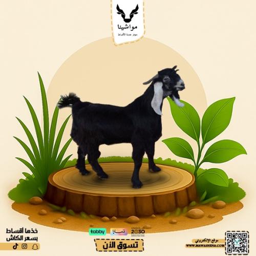 تيس عارضي وسط