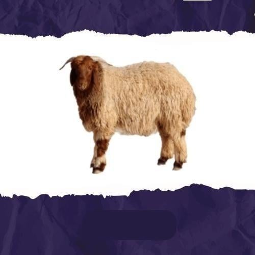 نعيمي بلدي جذع جبر