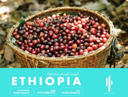 قهوة مختصة كاكتي اثيوبي قوجي - مجففة 250 جرام