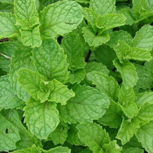 بذور النعناع الفلفلي ( Mentha )