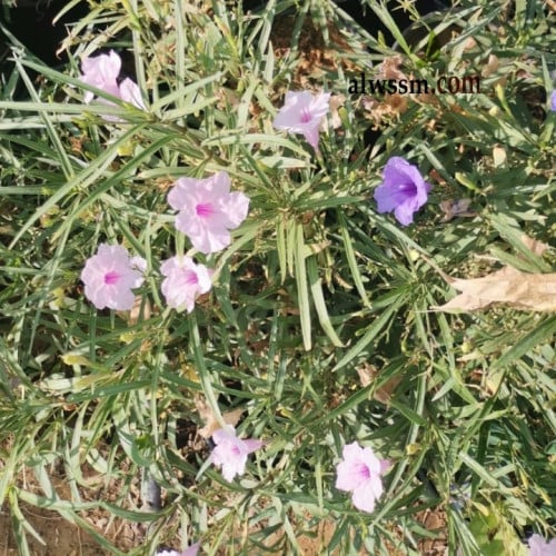 بذور زهرة البتونيا البري - نبات الرويليا ( Ruellia...