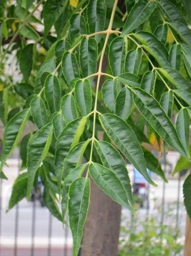 بذور شجرة الزنزلخت ( Melia azedarach )