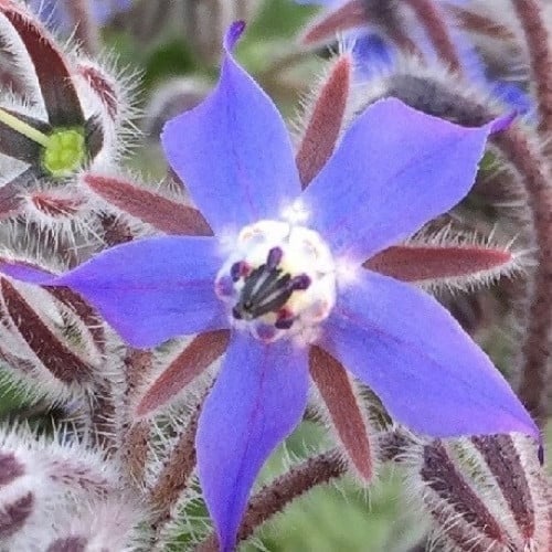 بذور زهرة خبز النحل جملة (Borage officinalis)