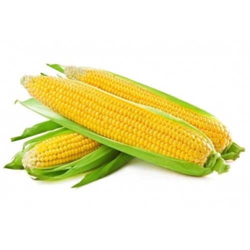 بذور الذره (Zea mays)
