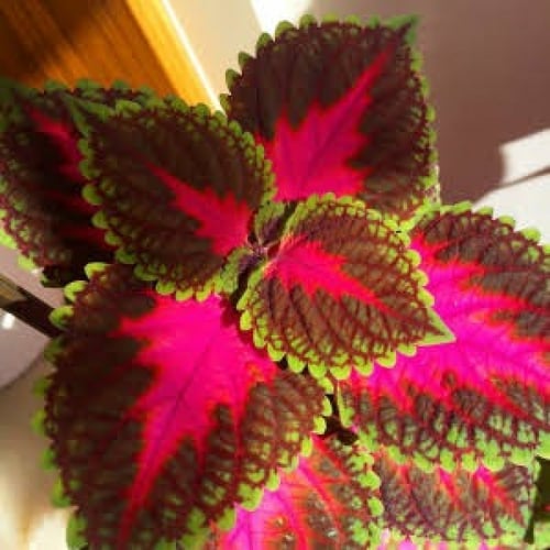 بذور زهرة سجاد مخلوط ( Coleus Blumei )
