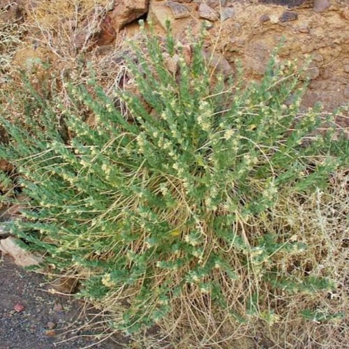 بذور الحرجل ( Solenostemma argel )