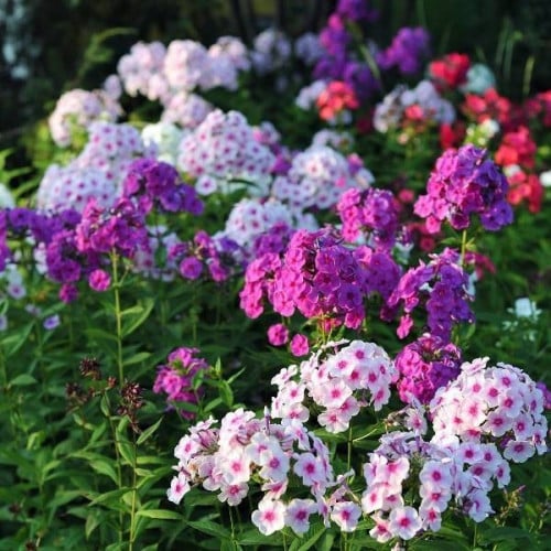 بذور زهرة الفلوكس (Phlox paniculata)