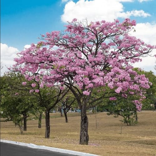 بذور شجرة تابوبيا روزا ( Tabebuia rosea )
