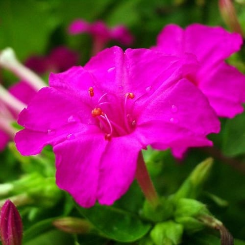 بذور زهرة مارفيل اوف بيرو - شب الليل (Mirabilis ja...