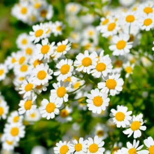 بذور زهور القحويان - الأقحوان البري