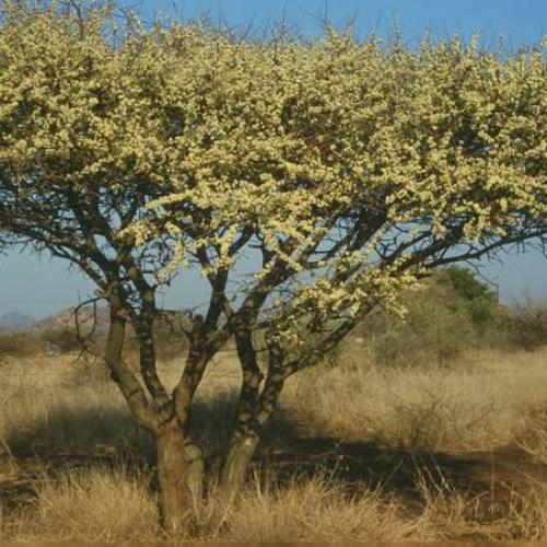 بذور الطلح العسلي - الضبة ( Acacia melli )