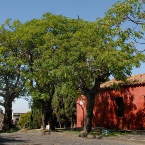 بذور شجرة الزنزلخت جملة ( Melia azedarach )