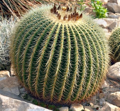 صبار عمة القاضي ( Echinocactus grusonii )