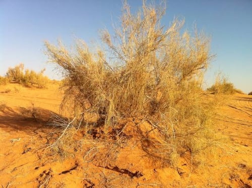 بذور شجرة الغضى ( الرمث الاسود) - ( Haloxylon pers...