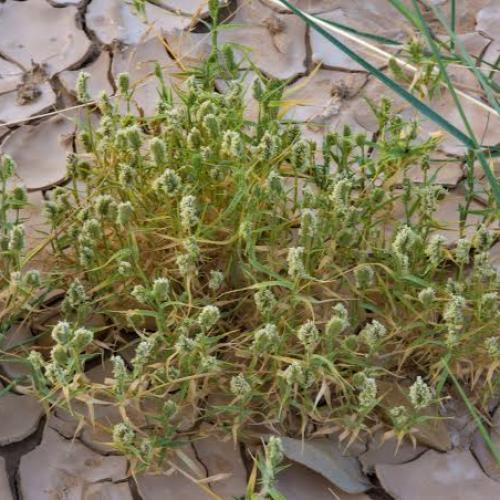 بذور نبات العكرش ( Aeluropus lagopoides )