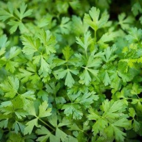 بذور نبات البقدونس ( Petroselinum crispum )