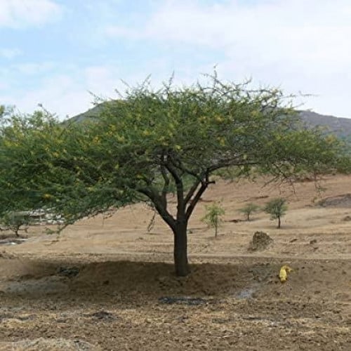 بذور شجرة الصمغ العربي ( Acacia senegal )