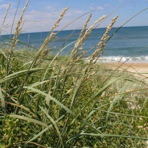 بذور الدخن الهندي ( Panicum )