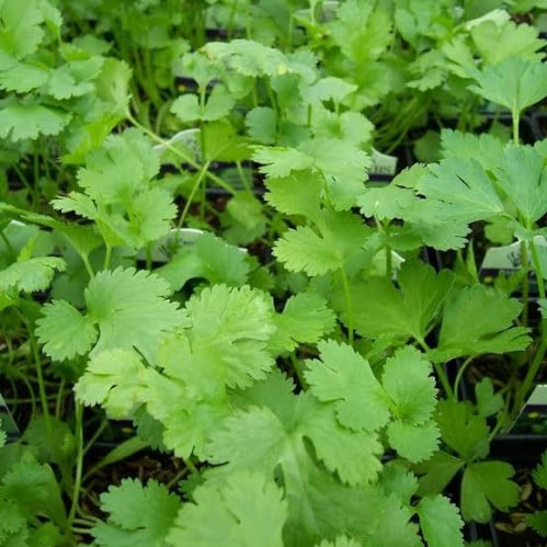 بذور نبات الكزبرة ( Coriandrum sativum )