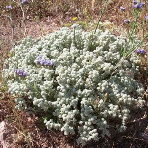بذور عشبة الجعد جملة ( Teucrium polium )
