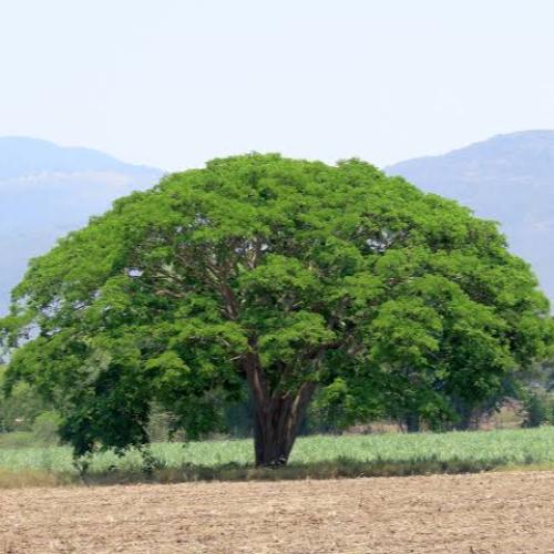 بذور شجرة انترلوبيوم ( Enterolobium )