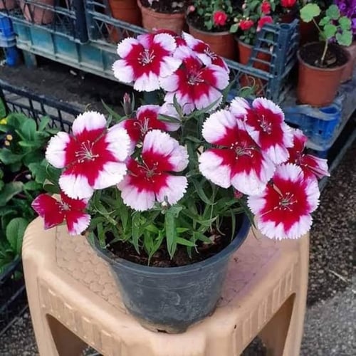 بذور زهرة القرنفل الصيني ( Dianthus chinensis )