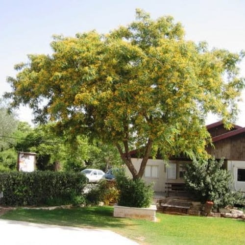 بذور شجرة أبو المكارم - الجاكرندا الصفراء ( Tipuan...