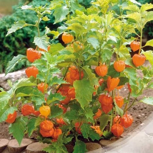 بذور الحرنكش