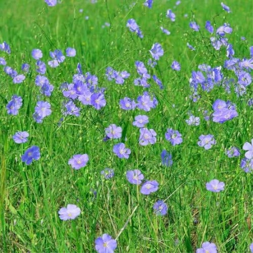 بذور الكتان ( LINUM USITATISSIMUM )