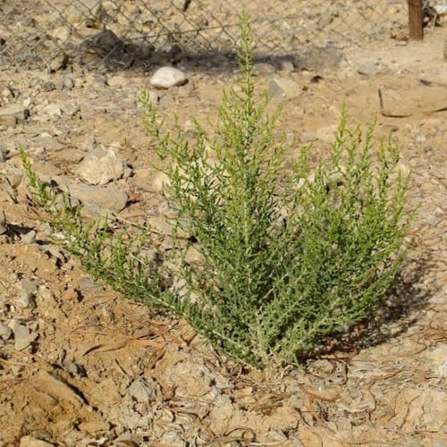 بذور الثرمد ( salsola )