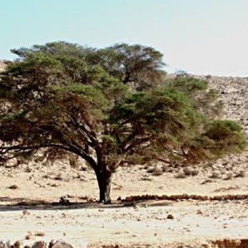 بذور شجرة الطلح النجدي ( Acacia gerrardii )