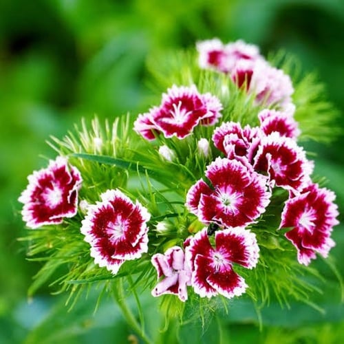 بذور زهرة القرنفل الصيني ( Dianthus chinensis )