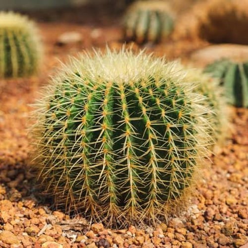 صبار عمة القاضي ( Echinocactus grusonii )