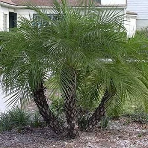 بذور نخيل روبيلني ( Phoenix roebelenii )