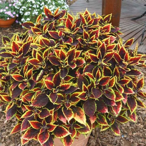 (Coleus Blume) بذور زهرة السجاد