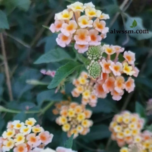 بذور شجيرة لانتانا كامارا الملونة جملة ( Lantana c...