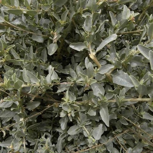 بذور االرغل الملحي ( Atriplex halimus ) عدد 100 بذ...