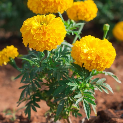بذور زهرة القطيفة المخملية ( Tagetes )