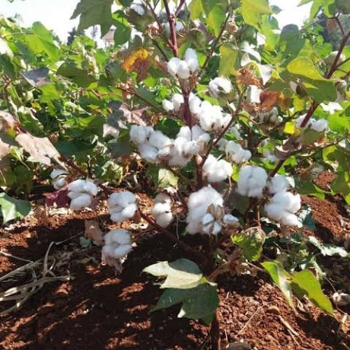 بذور القطن ( Gossypium )