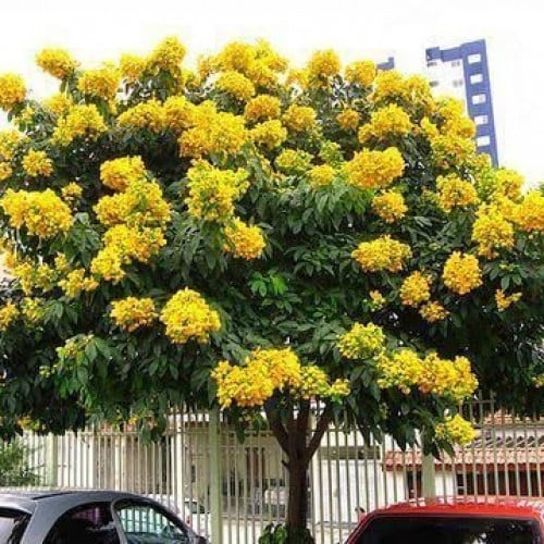 بذور شجيرة كاسيا‬ ‫جلوكا ( Cassia glauca )