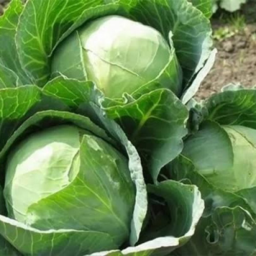 بذور الملفوف ( Brassica oleracea var. capitata )