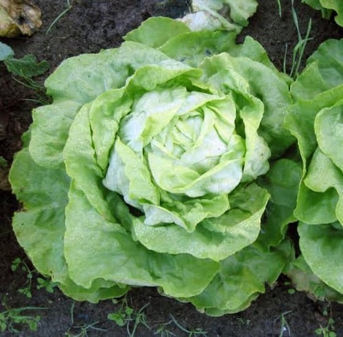 بذور الخس ( Lactuca sativa )
