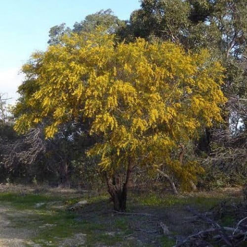 بذور شجرة اكاسيا ساليجنا ( Acacia Saligna )