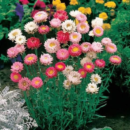بذور زهرة الخلود ( Xerochrysum bracteatum )
