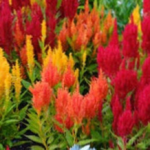 بذور زهور عرف الديك مخلوط - Celosia Argenta