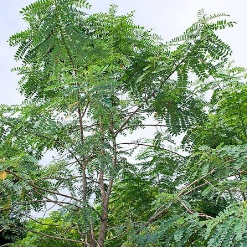 بذور شجرة السيسبان ( Sesbania grandiflora )