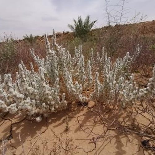 بذور القطينه