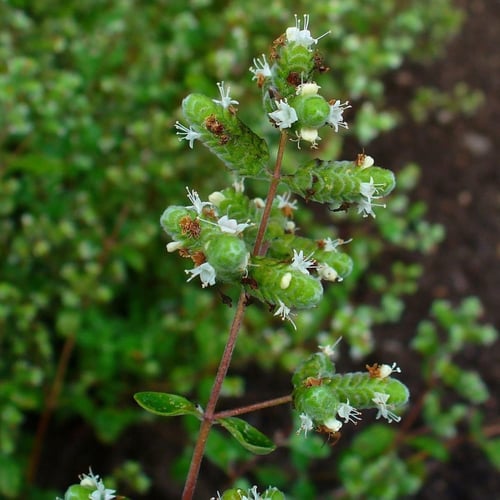بذور نبات البردقوش (Marjoram)